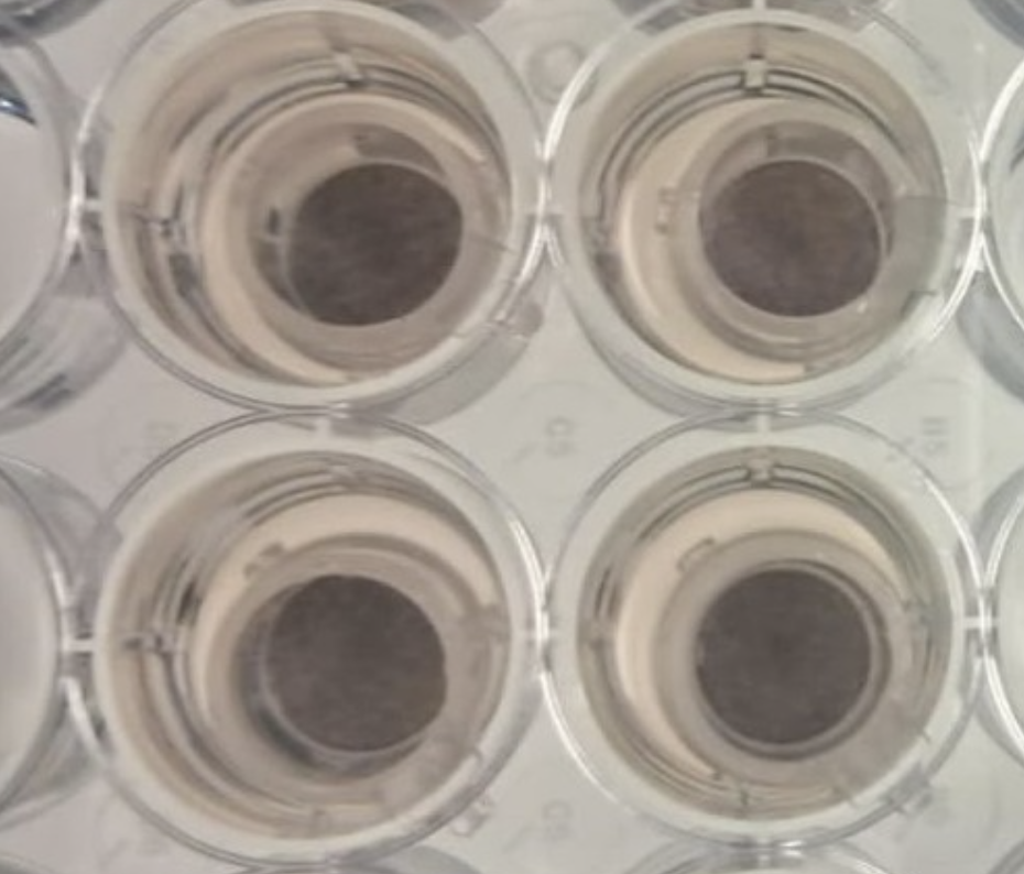 BioDPigma - Pigmented skin model